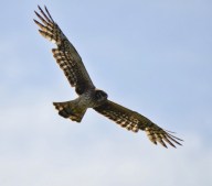 Northern Harrier (f)