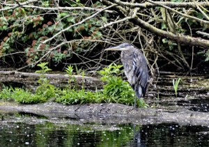 Great Blue Heron (GB)