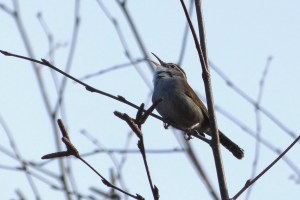 Bewick's Wren (MS)