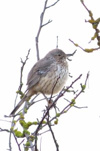 Sage Thrasher (we missed it!)