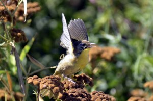 Common Yellowthroat (GB)