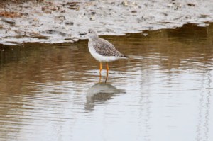 Greater Yellowlegs (TC)