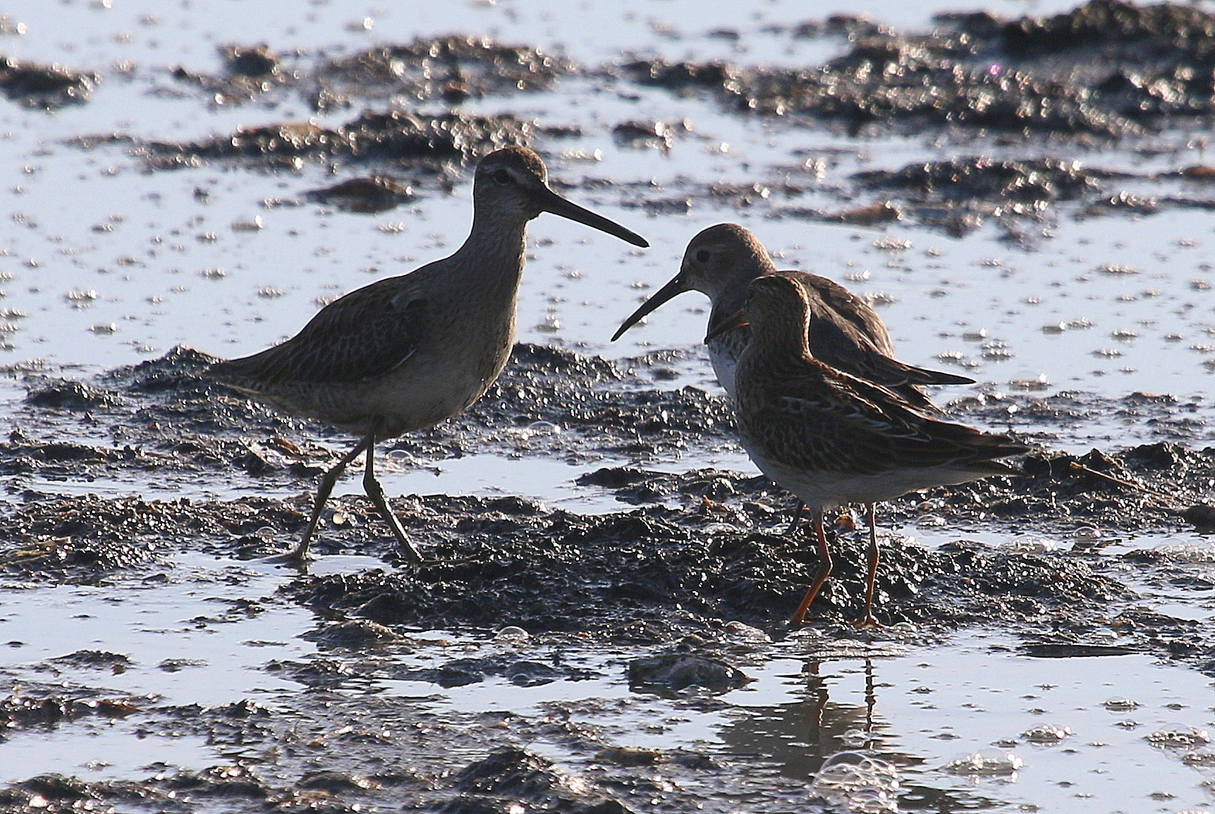 dncb-outing-no-2015-41-to-iona-regional-park-delta-naturalists-society