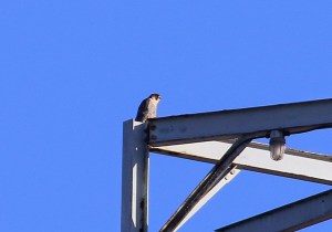 Peregrine Falcon (TC)