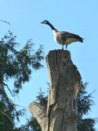 Canada Goose look-out