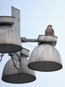 Peregrine Falcon (JM)