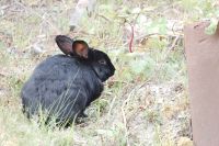 Black rabbit with ear tattoo - 7019 ERB (Pat)