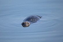 Harbour Seal (P&A)