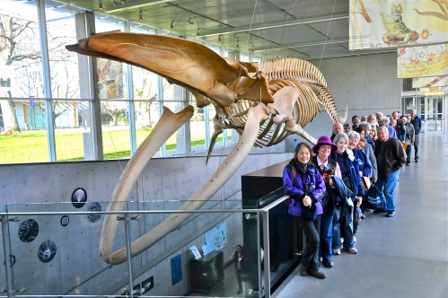 DNCB & Blue Whale skeleton (KB)