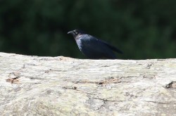 Brewer's Blackbird (TC)