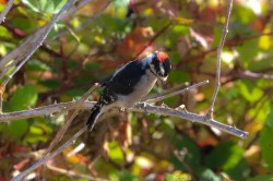 Downy Woodpecker (P&A)