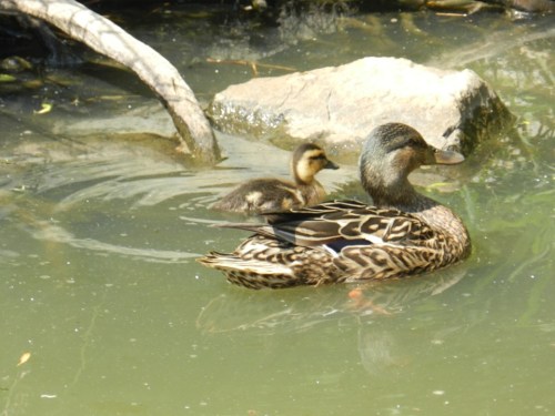 Mallard w. chick