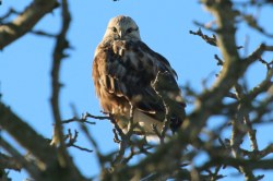 Rough-legged Hawk (TC)