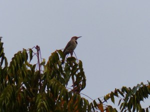 Northern Flicker (LS)
