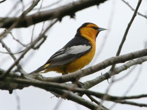 Jonathan Mwenifumbo Photo