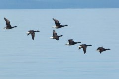 Brant fly-by