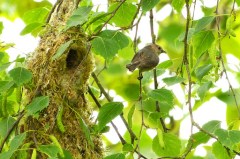 Bushtit with worms