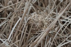 Marsh Wren nest (PS)
