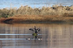 Double-crested Cormorant (TC)