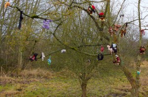 The Mysteriously Appeared "Monkey Tree"