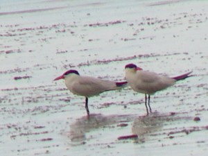 Caspian Terns Iona July 20, 2011