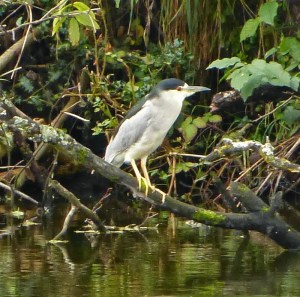 Black-crowned Night-heron
