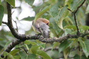 Cedar Waxwing (Terry Car Photo)