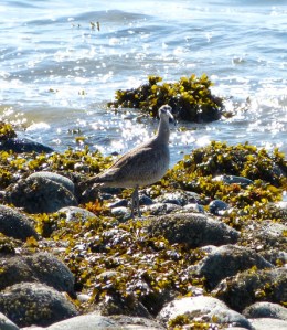 Whimbrel (Bryan King photo)