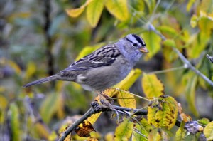 GB_White-crowned%20Sparrow