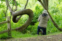 How did this tree grow like that"