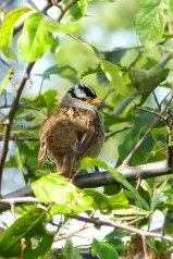 White-crowned Sparrow