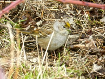 Golden-crowned Sparrow