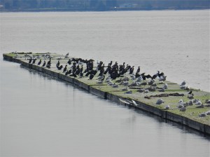 Pelagic & Double-crested Cormorants