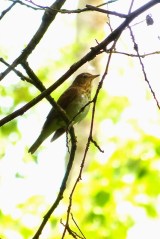 Swainson's Thrush