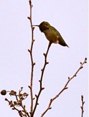 Anna's Hummingbird (TC)