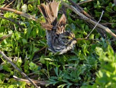 Savannah Sparrow