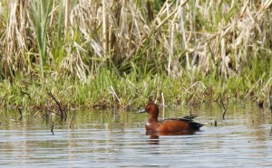 Cinnamon Teal (JK)