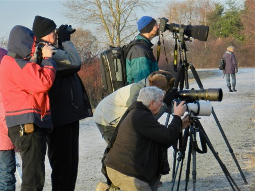 Long-horned Owl papparazzi (KB)