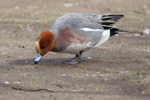 Eurasian Wigeon (RW)