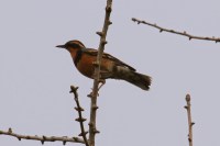 Varied Thrush (TC)