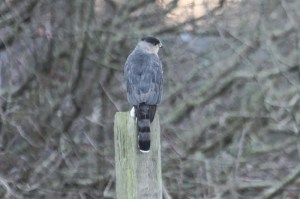 Cooper's Hawk (TC)