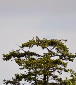 Red-tailed Hawk (GB)
