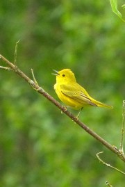 Yellow Warbler (m)