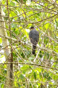 Cooper's Hawk