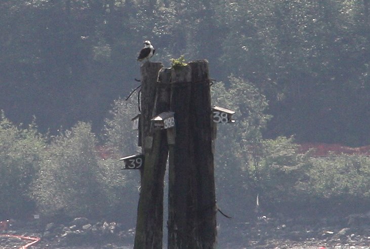 Osprey on Pylon