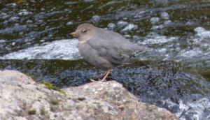 American Dipper (RM)