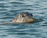Harbour Seal (PS)