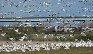 Snow Geese on Tsawwassen Road N.