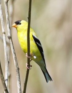 American Goldfinch (BA)