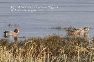 Eurasian Wigeon hybrid (TC)